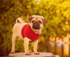 Собака мопс (фото): ласковый нрав и жизнерадостность