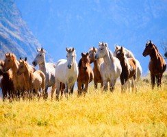 Мустанг лошадь (фото): великолепие, рожденное в прериях
