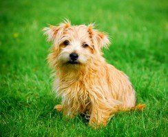 Норфолк-терьер (фото): ласковый друг и ловкий охотник