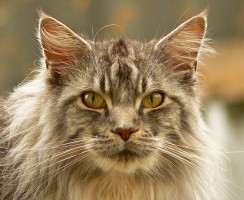 Норвежская лесная кошка (фото): доброта, облаченная в нордический характер