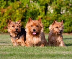 Норвич-терьер (фото): умный, озорной и дружелюбный пес