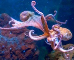 Сколько сердец у осьминога: правильный ответ из глубин океана