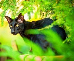 Ориентальная кошка (фото): восточная красавица в вашем доме