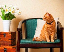 Ошейник от блох и клещей для кошек: как правильно выбрать