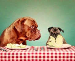 Панкреатит у собак: причины, признаки, лечение, предотвращение