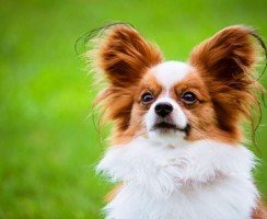 Папильон (фото): собака-бабочка с удивительным характером