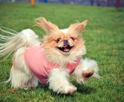 Пекинес (фото): добрая, преданная и гордая собака для любящих хозяев