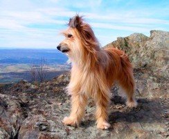 Пиренейская овчарка (фото): прирожденный сторож и пастух