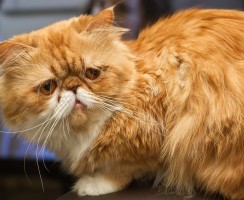 Персидская кошка (фото): животное артистической богемы