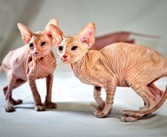 Петерболд (фото): грациозный кошачий сфинкс с берегов Невы