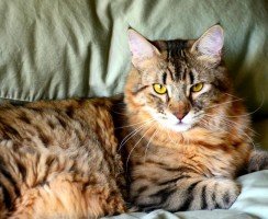 Пикси-боб (фото): короткохвостый кошачий эльф