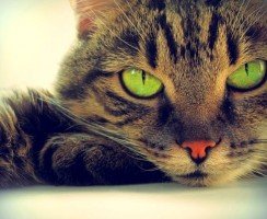 Почему нельзя смотреть кошке в глаза: красивая легенда и научное объяснение