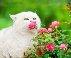 Популярные породы кошек: фото и названия   