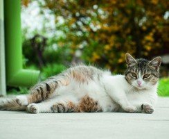 Беременность у кошек: срок, признаки и грамотный уход