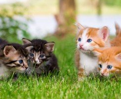 Когда делать прививки котятам: правила вакцинации