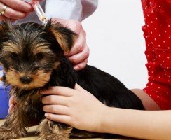 Первые прививки щенкам: как защитить малыша от опасных инфекций