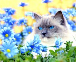 Рэгдолл (фото): порода добродушных кошачьих гигантов из Америки