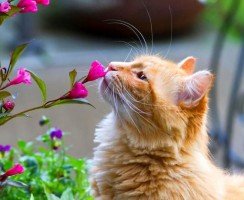 Рыжие коты (фото): солнечные символы счастья, тепла и материального благополучия