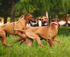 Родезийский риджбек (фото): ловкий охотник и смелый сторож