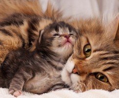 Роды у кошки (видео): приготовьтесь стать участником чуда