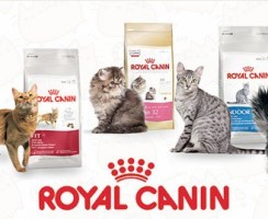 Сухой корм для кошек Роял Канин: Лучшее качество в ценовой категории