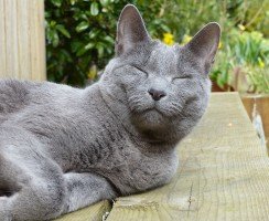 Русская голубая кошка (фото): сдержанная красавица с зелёными глазами