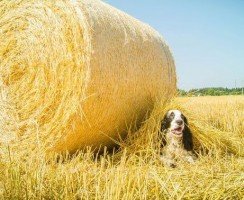Русский охотничий спаниель (фото): самая популярная собака для охоты