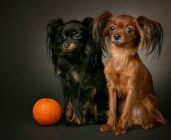 Русский той-терьер (фото): особенности породы, уход, выбор щенка