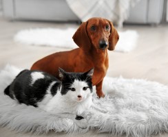 Уборка квартиры с домашними животными