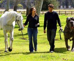 Самая большая собака в мире (фото): Зевс и его «коллеги»