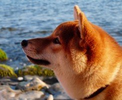 Японские породы собак: фото, краткая характеристика, особенности