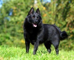 Шипперке (фото): маленький и смелый охранник, веселый друг