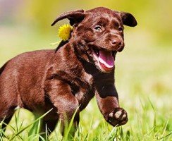 Щенки лабрадора (фото): правила ухода и воспитания