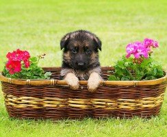 Щенки немецкой овчарки (фото): как выбрать, чем кормить, когда прививать