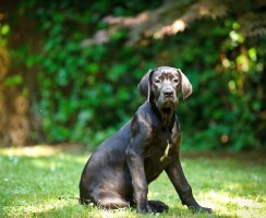 Кане корсо щенки (фото): преданные питомцы и надежные охранники