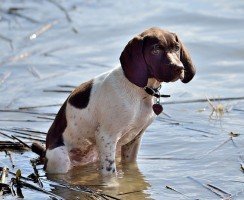 Щенки курцхаара (фото): преданный друг в доме и надежный помощник на охоте