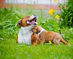 Щенки стаффорда (фото) – воспитайте себе настоящего друга