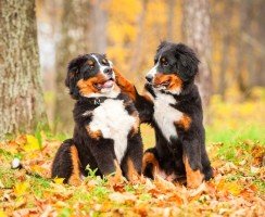 Щенки бернского зенненхунда (фото): особенности ухода и воспитания