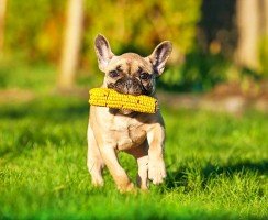 Щенки французского бульдога (фото): уход, воспитание, кормление