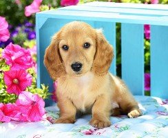 Щенки таксы (фото): низкая собака с высоким интеллектом и морем обаяния