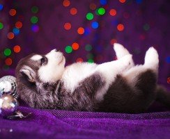 Щенки хаски (фото): уход, кормление, воспитание