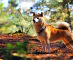 Сиба-ину (фото): ум, преданность и отвага
