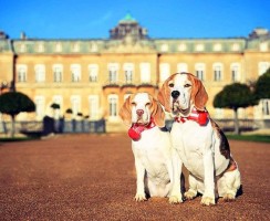 Собака бигль (фото): отличный охотник, озорной компаньон