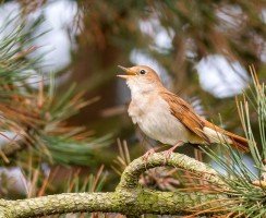 Соловей (фото): птицы с невзрачной внешностью, но певческим талантом