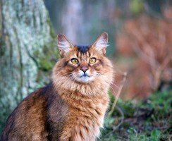 Сомалийская кошка (фото): идеальный компаньон для весёлых людей