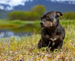 Собака стаффордширский терьер (фото): сильный, умный и добрый питомец