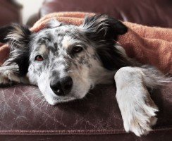 Стафилококк у собак: симптомы, лечение, профилактика