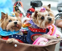 Стрижка йорка (фото): секреты красоты маленьких модников