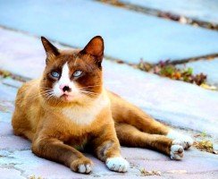 Тайская кошка (фото): верный компаньон с удивительным окрасом и голубыми глазами