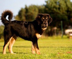 Тибетский мастиф (фото): мудрость из глубины веков и необыкновенная преданность